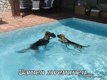Samen zwemmen
